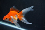 Ryukin Longtail Red White 5 Inch (ID#1001Ry7b-16) Free2Day SHIPPING