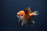 Juvenile Thai Oranda  Tricolor 4 Inch (ID#1115To13b-77) Free2Day SHIPPING