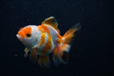 Juvenile Thai Oranda  Tricolor 3.5 Inch (ID#0103T13b-81) Free2Day SHIPPING