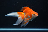 Ryukin Longtail Red White 5 Inch (ID#1001Ry7b-16) Free2Day SHIPPING