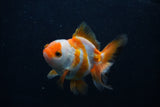 Juvenile Thai Oranda  Tricolor 3.5 Inch (ID#0103T13b-81) Free2Day SHIPPING