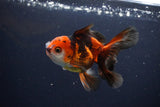 Juvenile Thai Oranda  Tricolor 4 Inch (ID#1115To13b-77) Free2Day SHIPPING