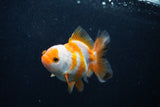 Juvenile Thai Oranda  Tricolor 3.5 Inch (ID#0103T13b-81) Free2Day SHIPPING