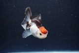 Juvenile Thai Oranda  Tricolor 3 Inch (ID#1115To13b-78) Free2Day SHIPPING