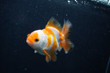 Juvenile Thai Oranda  Tricolor 3.5 Inch (ID#0103T13b-81) Free2Day SHIPPING