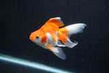 Ryukin Longtail Red White 5 Inch (ID#1001Ry7b-16) Free2Day SHIPPING