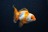 Juvenile Thai Oranda  Tricolor 3.5 Inch (ID#0103T13b-81) Free2Day SHIPPING