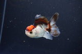 Juvenile Thai Oranda  Tricolor 3 Inch (ID#1115To13b-78) Free2Day SHIPPING