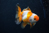 Juvenile Thai Oranda  Tricolor 3.5 Inch (ID#0103T13b-81) Free2Day SHIPPING