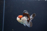 Juvenile Thai Oranda  Tricolor 3 Inch (ID#1115To13b-78) Free2Day SHIPPING