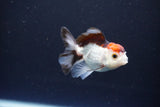 Juvenile Thai Oranda  Tricolor 3 Inch (ID#1115To13b-78) Free2Day SHIPPING