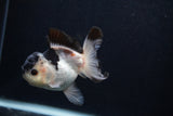 Juvenile Thai Oranda  Panda 4 Inch (ID#0103T13b-82) Free2Day SHIPPING