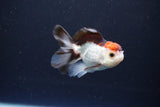 Juvenile Thai Oranda  Tricolor 3 Inch (ID#1115To13b-78) Free2Day SHIPPING