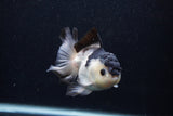 Juvenile Thai Oranda  Panda 4 Inch (ID#0103T13b-82) Free2Day SHIPPING