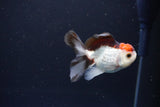 Juvenile Thai Oranda  Tricolor 3 Inch (ID#1115To13b-78) Free2Day SHIPPING