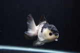 Juvenile Thai Oranda  Panda 4 Inch (ID#0103T13b-82) Free2Day SHIPPING