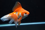 Ryukin Long Tail Red White 4.5 Inch (ID#314Ry8a-1) Free2Day SHIPPING