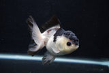 Juvenile Thai Oranda  Panda 4 Inch (ID#0103T13b-82) Free2Day SHIPPING