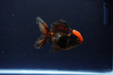 Juvenile Thai Oranda  Tricolor 3 Inch (ID#1115To13b-79) Free2Day SHIPPING