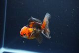 Juvenile Thai Oranda  Tricolor 3 Inch (ID#1115To13b-79) Free2Day SHIPPING