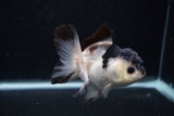 Juvenile Thai Oranda  Panda 4 Inch (ID#0103T13b-82) Free2Day SHIPPING