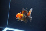 Juvenile Thai Oranda  Tricolor 3 Inch (ID#1115To13b-79) Free2Day SHIPPING