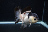 Juvenile Thai Oranda  Panda 4 Inch (ID#0103T13b-82) Free2Day SHIPPING