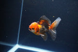 Juvenile Thai Oranda  Tricolor 3 Inch (ID#1115To13b-79) Free2Day SHIPPING