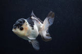 Juvenile Thai Oranda  Panda 4 Inch (ID#0103T13b-82) Free2Day SHIPPING