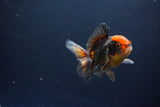 Juvenile Thai Oranda  Tricolor 3 Inch (ID#1115To13b-79) Free2Day SHIPPING