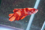 Giant Nemo Koi Galaxy  Plakat Male Betta (ID#801-M704) Free2Day SHIPPING