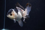 Juvenile Thai Oranda  Panda 4 Inch (ID#0103T13b-82) Free2Day SHIPPING