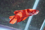 Giant Nemo Koi Galaxy  Plakat Male Betta (ID#801-M704) Free2Day SHIPPING