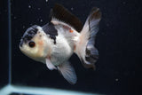 Juvenile Thai Oranda  Panda 4 Inch (ID#0103T13b-82) Free2Day SHIPPING