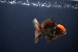 Juvenile Thai Oranda  Tricolor 3 Inch (ID#1115To13b-79) Free2Day SHIPPING