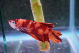 Giant Nemo Koi Galaxy  Plakat Male Betta (ID#801-M704) Free2Day SHIPPING