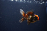 Juvenile Thai Oranda  Tricolor 3 Inch (ID#1115To13b-79) Free2Day SHIPPING