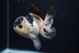 Juvenile Thai Oranda  Panda 4 Inch (ID#0103T13b-82) Free2Day SHIPPING