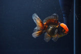 Juvenile Thai Oranda  Tricolor 3 Inch (ID#1115To13b-79) Free2Day SHIPPING