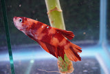 Giant Nemo Koi Galaxy  Plakat Male Betta (ID#801-M704) Free2Day SHIPPING