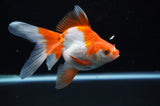 Ryukin Long Tail Red White 5 Inch (ID#314Ry8a-2) Free2Day SHIPPING