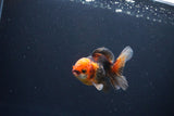 Juvenile Thai Oranda  Tricolor 3 Inch (ID#1115To13b-79) Free2Day SHIPPING