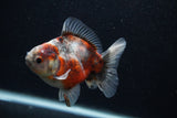 Juvenile Thai Oranda  Calico 3.5 Inch (ID#0103T13b-83) Free2Day SHIPPING