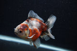 Juvenile Thai Oranda  Calico 3.5 Inch (ID#0103T13b-83) Free2Day SHIPPING