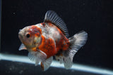 Juvenile Thai Oranda  Calico 3.5 Inch (ID#0103T13b-83) Free2Day SHIPPING