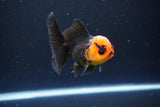 Juvenile Thai Oranda  Red Black 3.5 Inch (ID#1115To13b-80) Free2Day SHIPPING