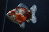 Juvenile Thai Oranda  Calico 3.5 Inch (ID#0103T13b-83) Free2Day SHIPPING