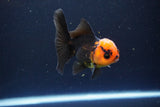 Juvenile Thai Oranda  Red Black 3.5 Inch (ID#1115To13b-80) Free2Day SHIPPING