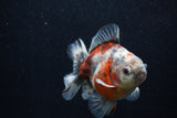 Juvenile Thai Oranda  Calico 3.5 Inch (ID#0103T13b-83) Free2Day SHIPPING