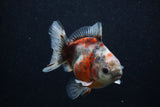 Juvenile Thai Oranda  Calico 3.5 Inch (ID#0103T13b-83) Free2Day SHIPPING